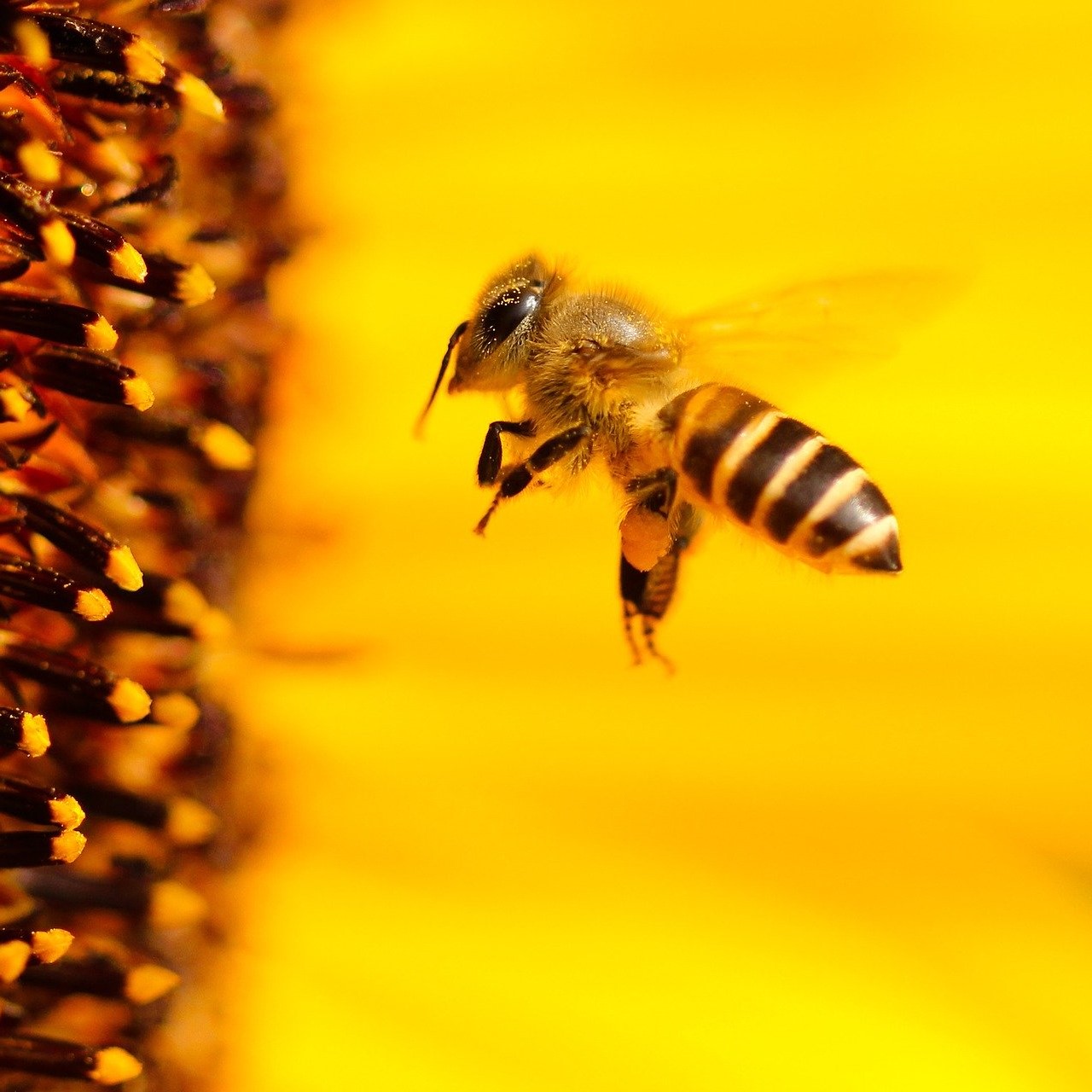 Honigbiene beim Landeanflug